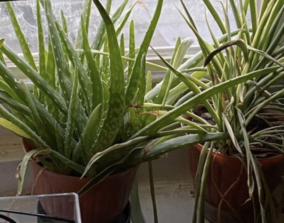 Home grown and plotted Aloe and Spider Plants
